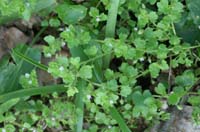 Veronica hederifolia Bois de Lewarde 010407 (59)