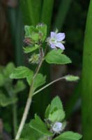 Veronica hederifolia Bois de Lewarde 010407 (60)