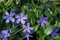 Vinca minor Bois de Lewarde 010407 (50)