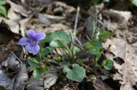 Viola odorata Bois de Lewarde 010407 (21)