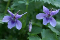 Viola odorata Bois de Lewarde 010407 (22)