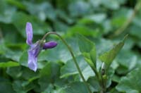 Viola odorata Bois de Lewarde 010407 (23)