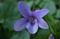 Viola odorata Bois de Lewarde 010407 (24)