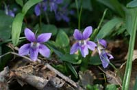 Viola odorata Bois de Lewarde 010407 (48)