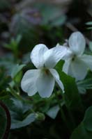 Viola odorata Bois de Lewarde 010407 (49)