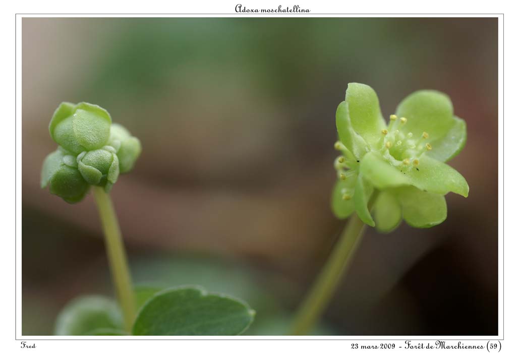 Adoxa moschatellina