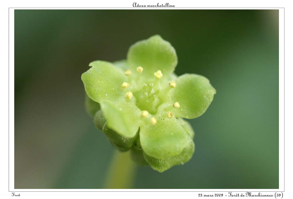 Adoxa moschatellina3