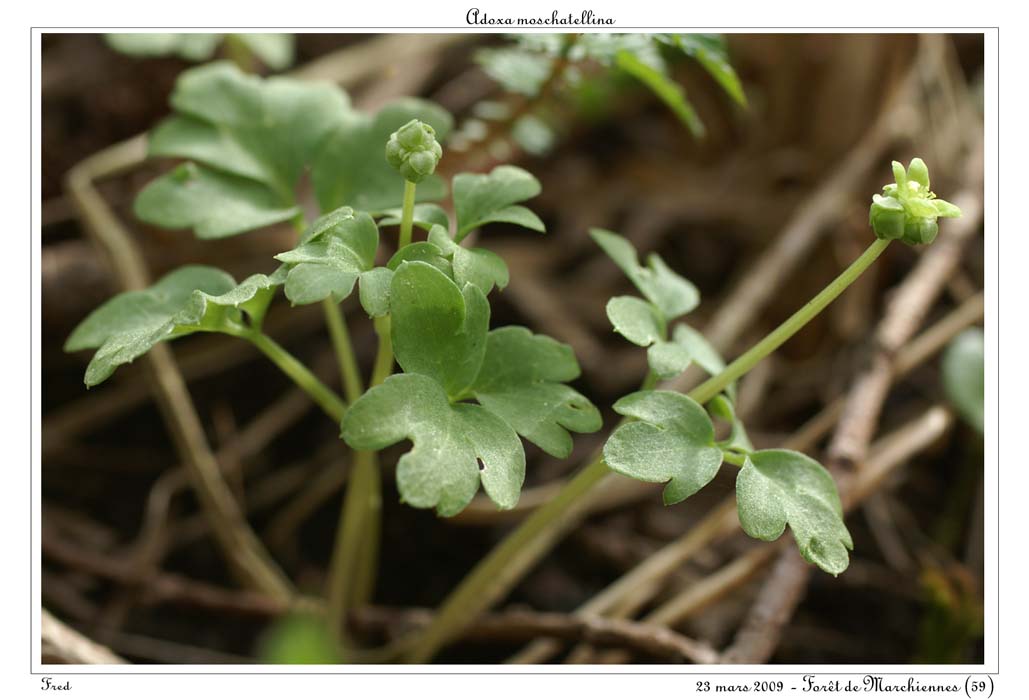 Adoxa moschatellina5