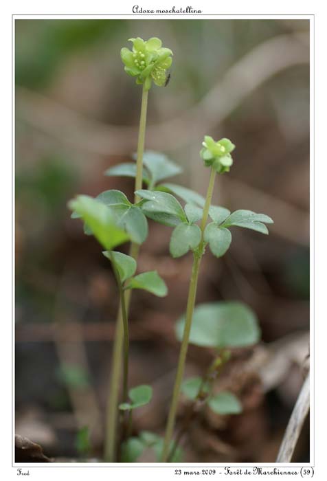 Adoxa moschatellina7