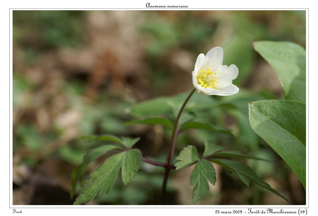 Anemone nemorosa10