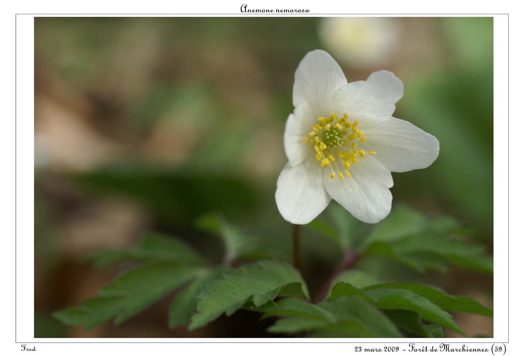 Anemone nemorosa11