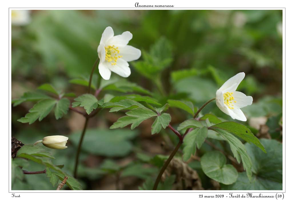 Anemone nemorosa12