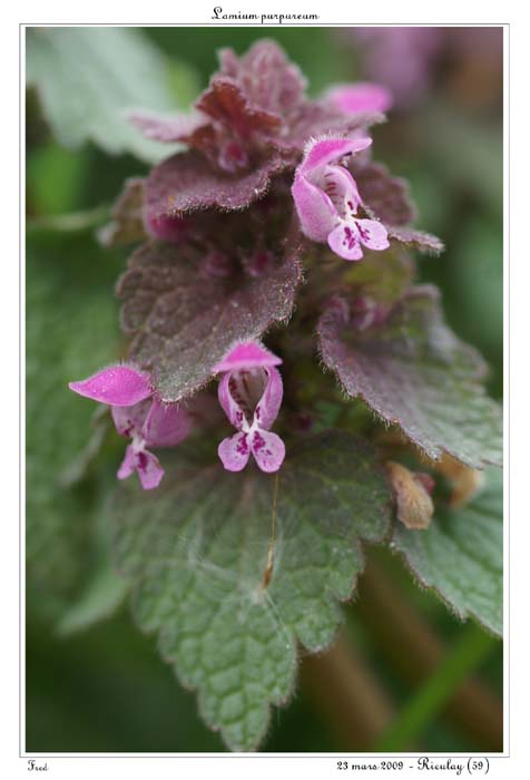 Lamium purpureum2