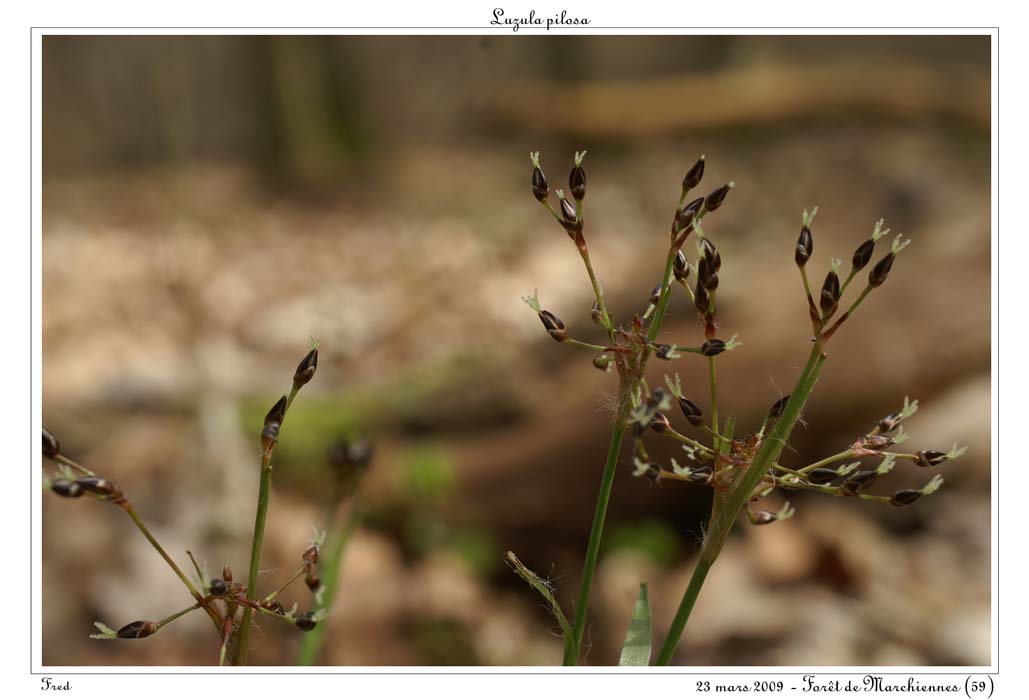 Luzula pilosa2