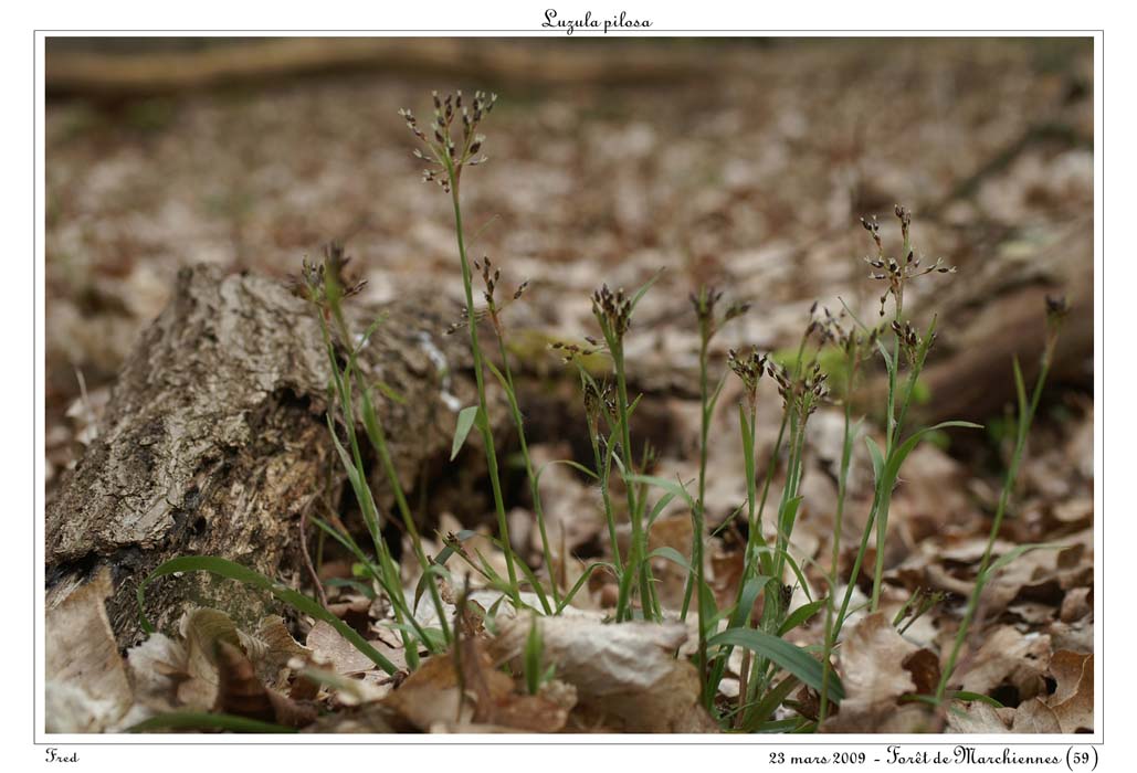Luzula pilosa3