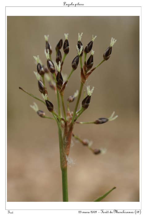 Luzula pilosa5