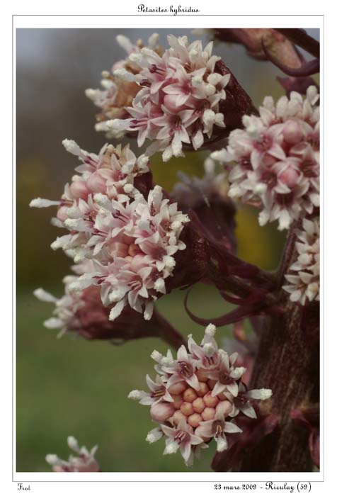 Petasites hybridus2