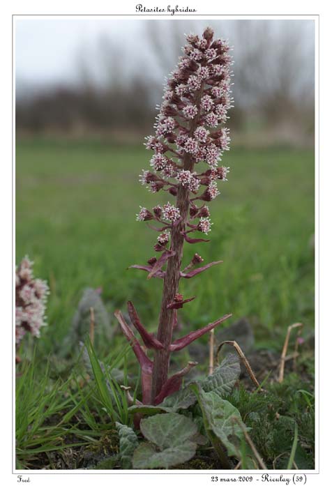 Petasites hybridus4
