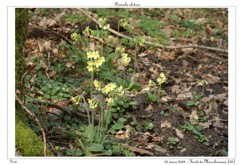 Primula elatior