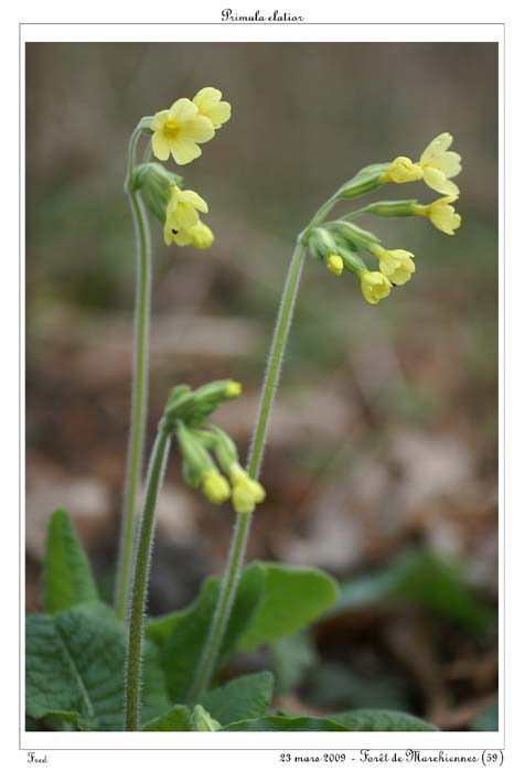Primula elatior11