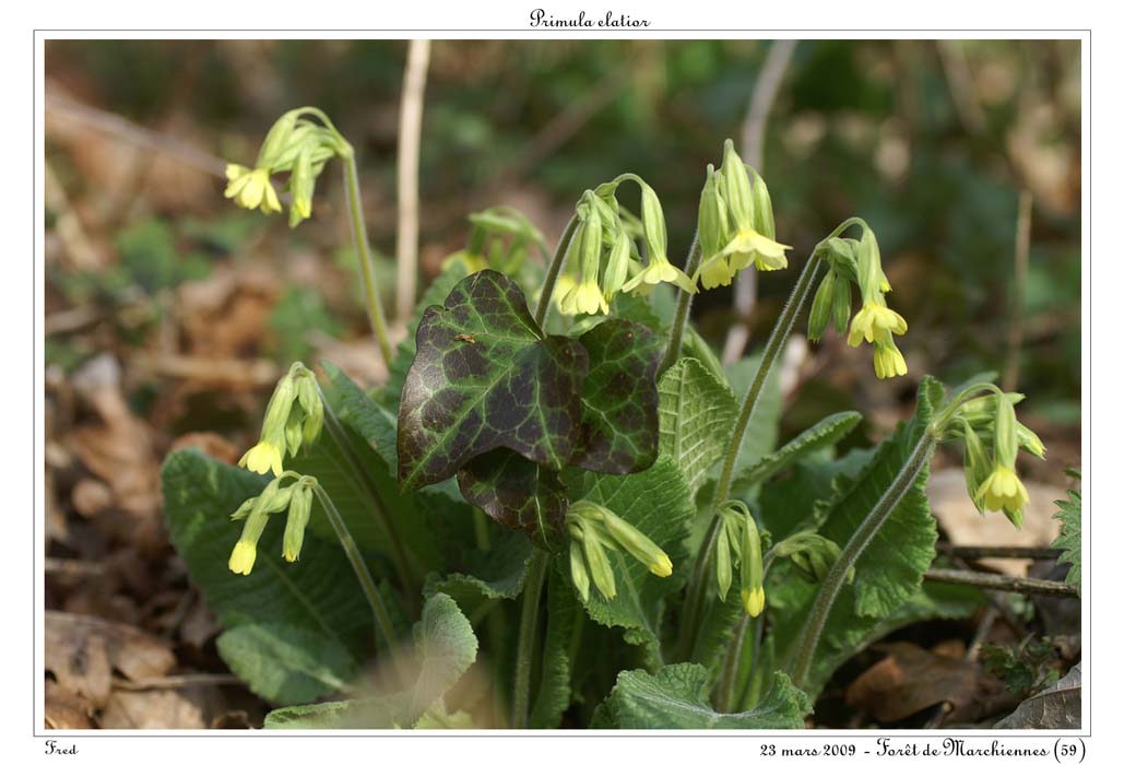 Primula elatior4