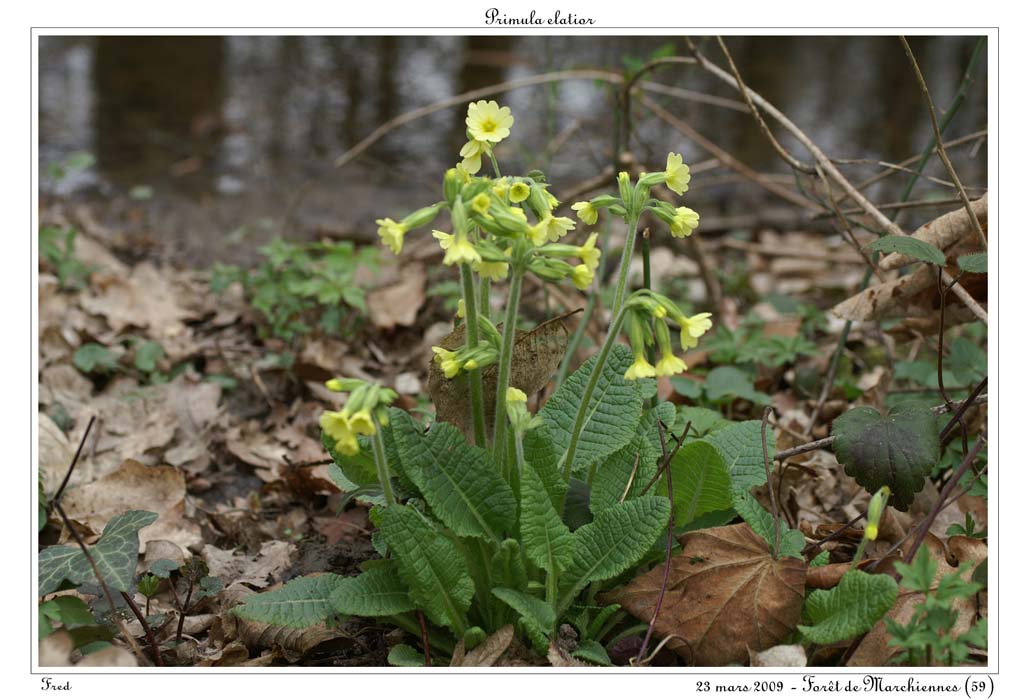 Primula elatior5