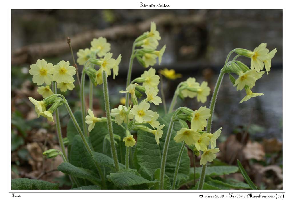 Primula elatior6