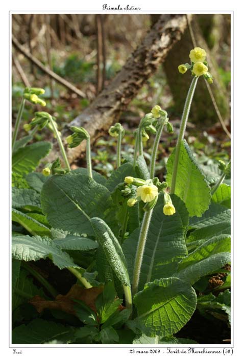 Primula elatior7