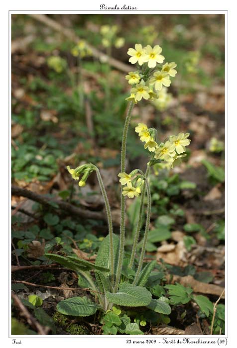 Primula elatior8