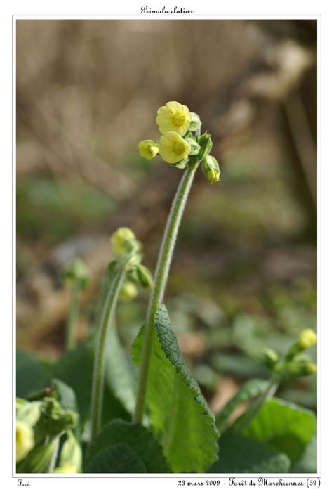 Primula elatior9