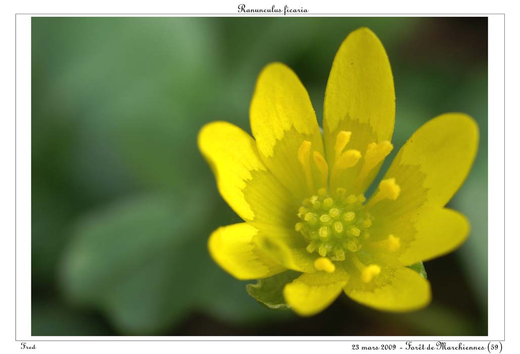 Ranunculus ficaria2