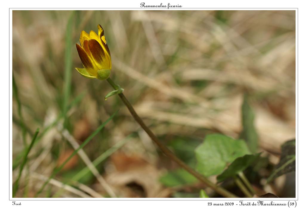 Ranunculus ficaria4