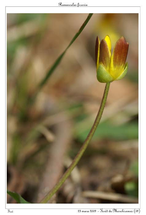 Ranunculus ficaria5
