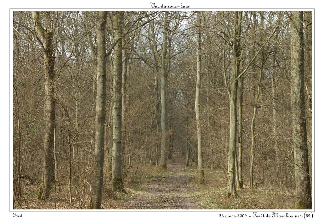 Sous-bois