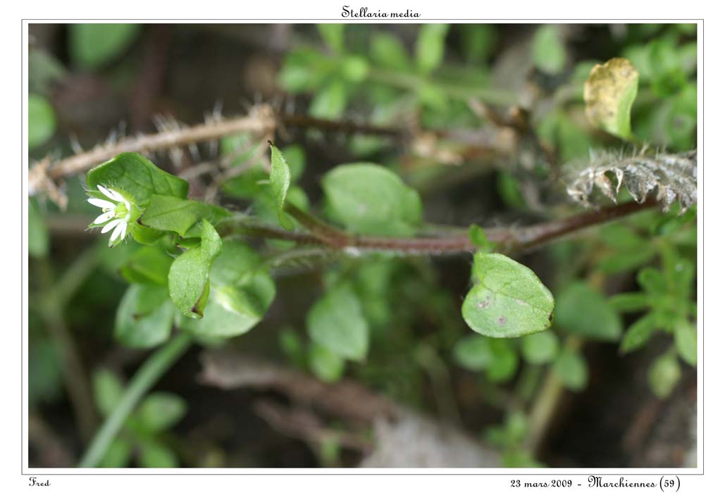 Stellaria media2
