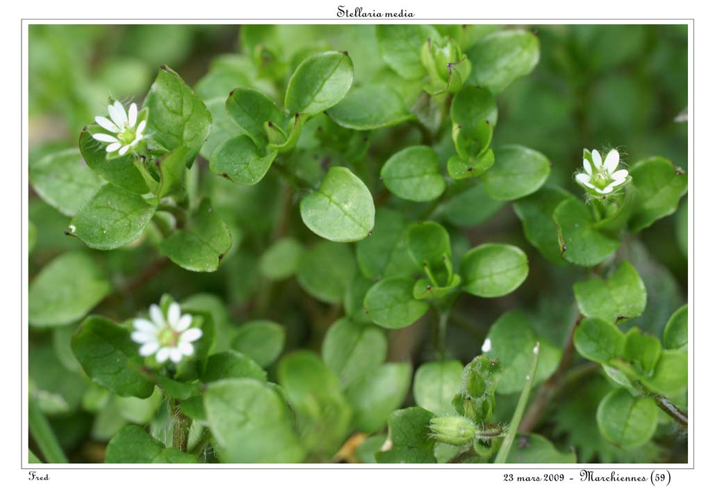 Stellaria media3