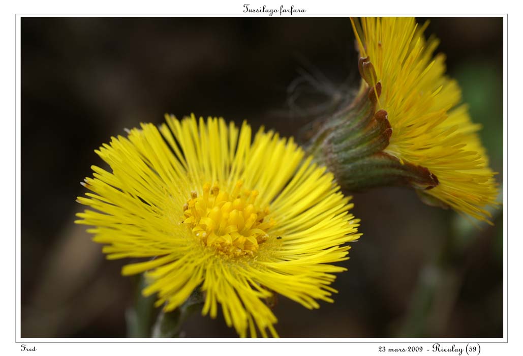 Tussilago farfara