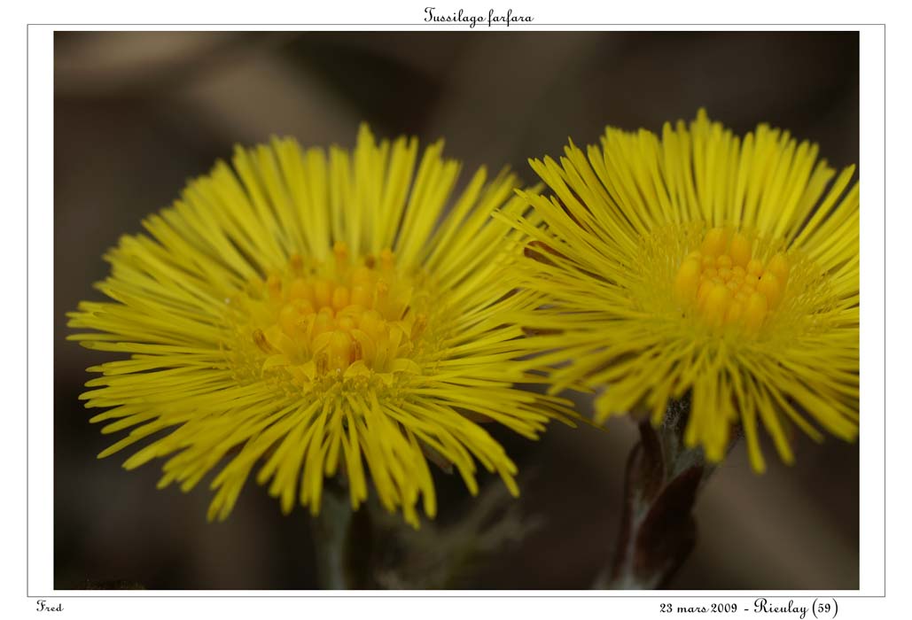 Tussilago farfara2