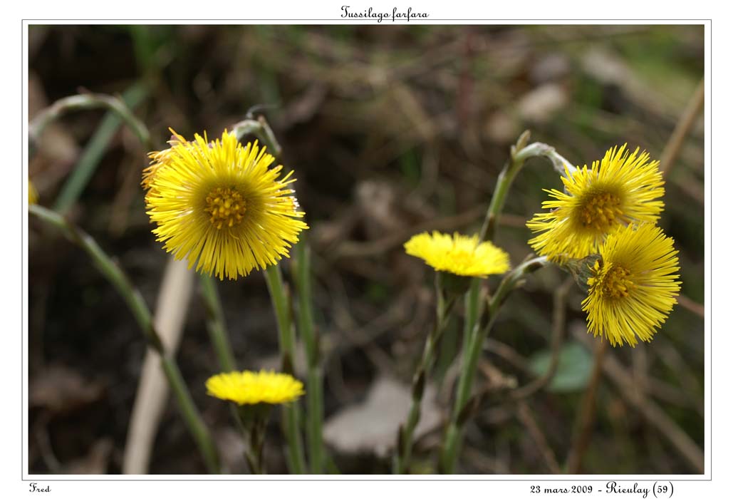 Tussilago farfara3