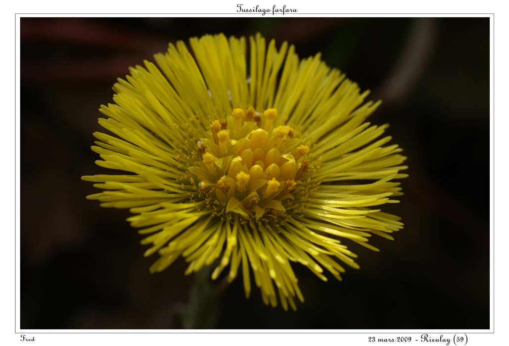 Tussilago farfara4