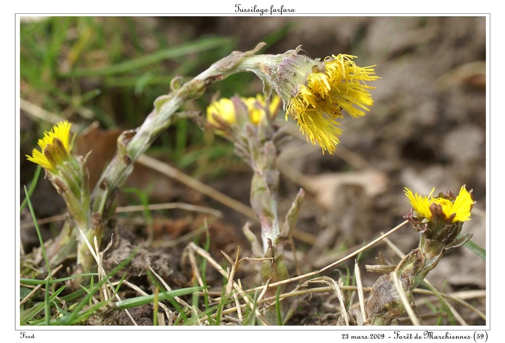 Tussilago farfara5