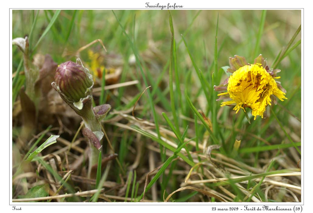 Tussilago farfara6