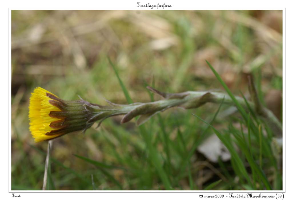 Tussilago farfara7