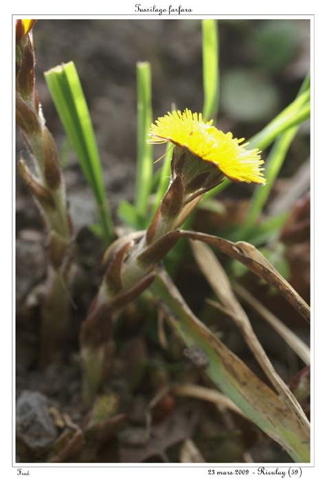 Tussilago farfara9