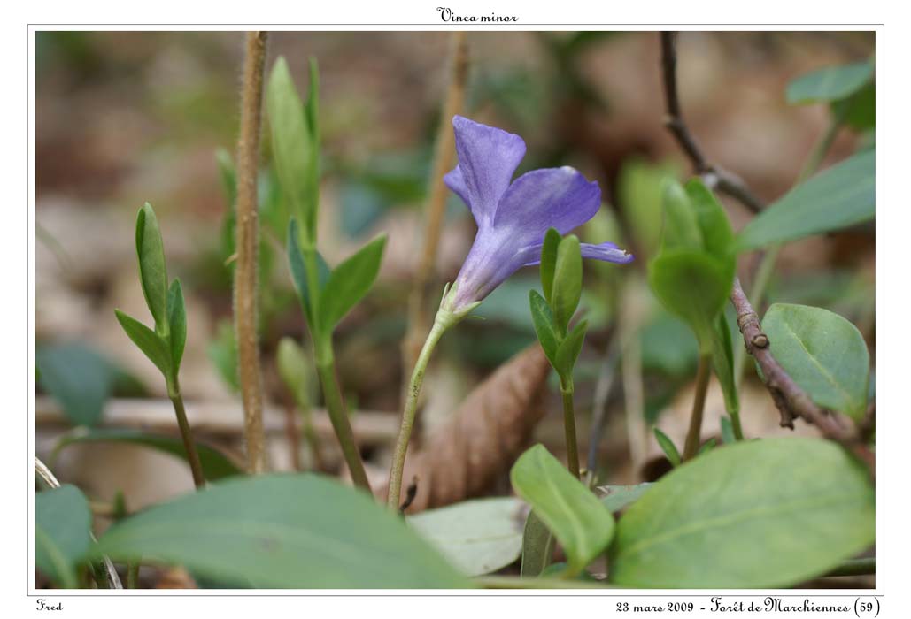 Vinca minor