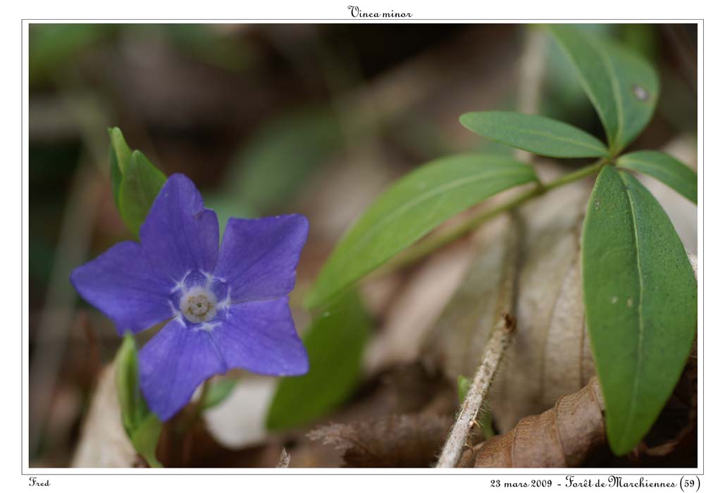 Vinca minor2