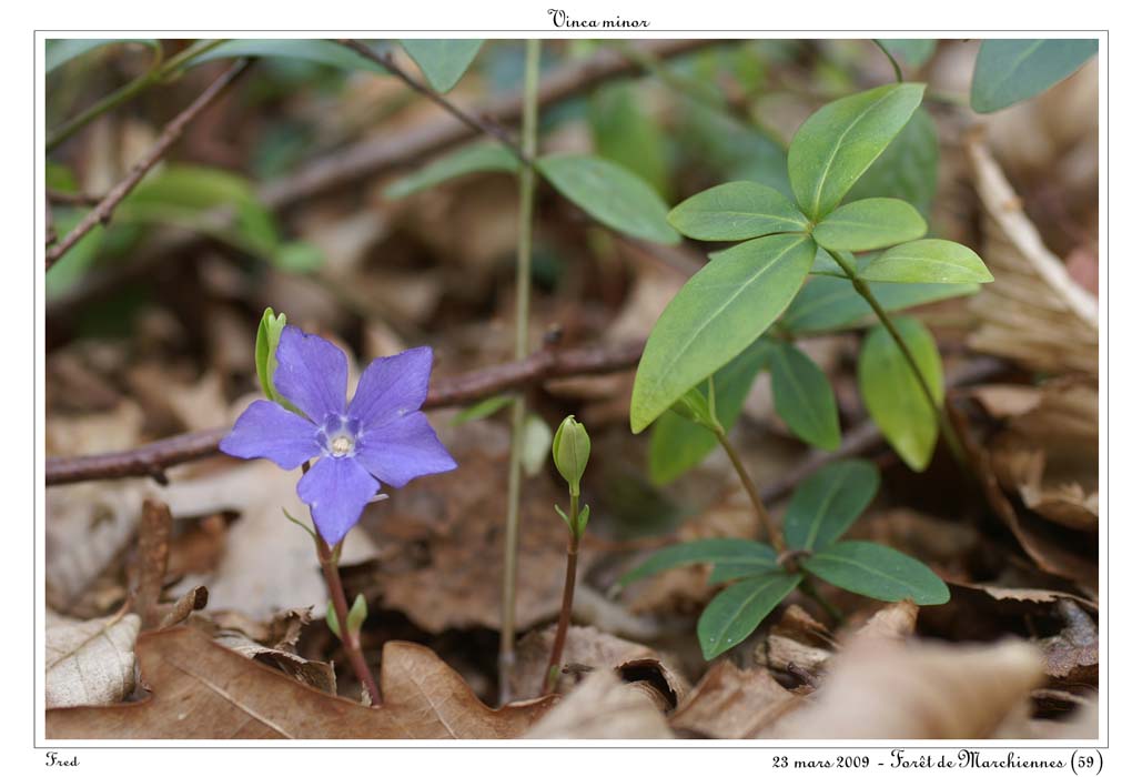 Vinca minor3