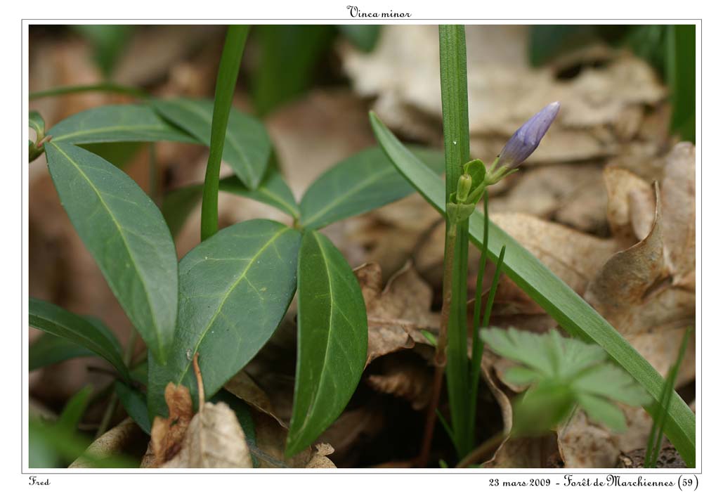 Vinca minor4