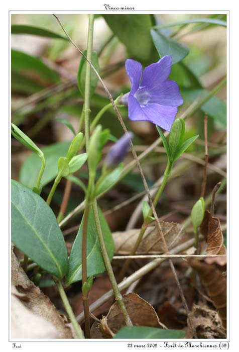 Vinca minor6