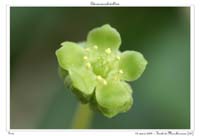 Adoxa moschatellina3